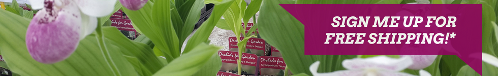 Growing Orchids with Phytesia Guarantee