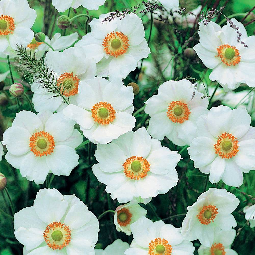 Anemone x hybrida 'Honorine Jobert' Van Meuwen