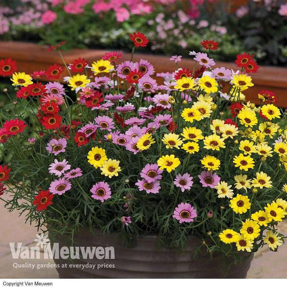 Argyranthemum 'GranDaisy Mix' Van Meuwen