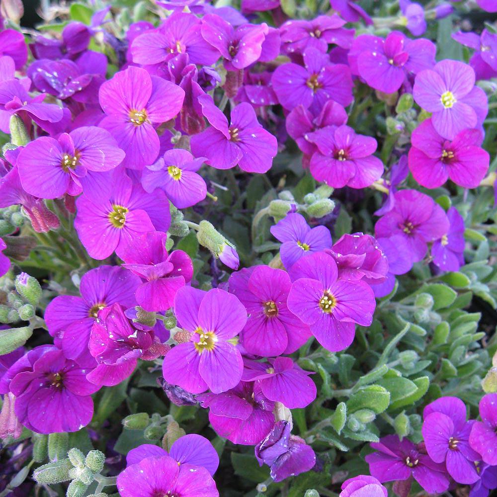 Aubrieta 'Axcent Deep Purple' Van Meuwen