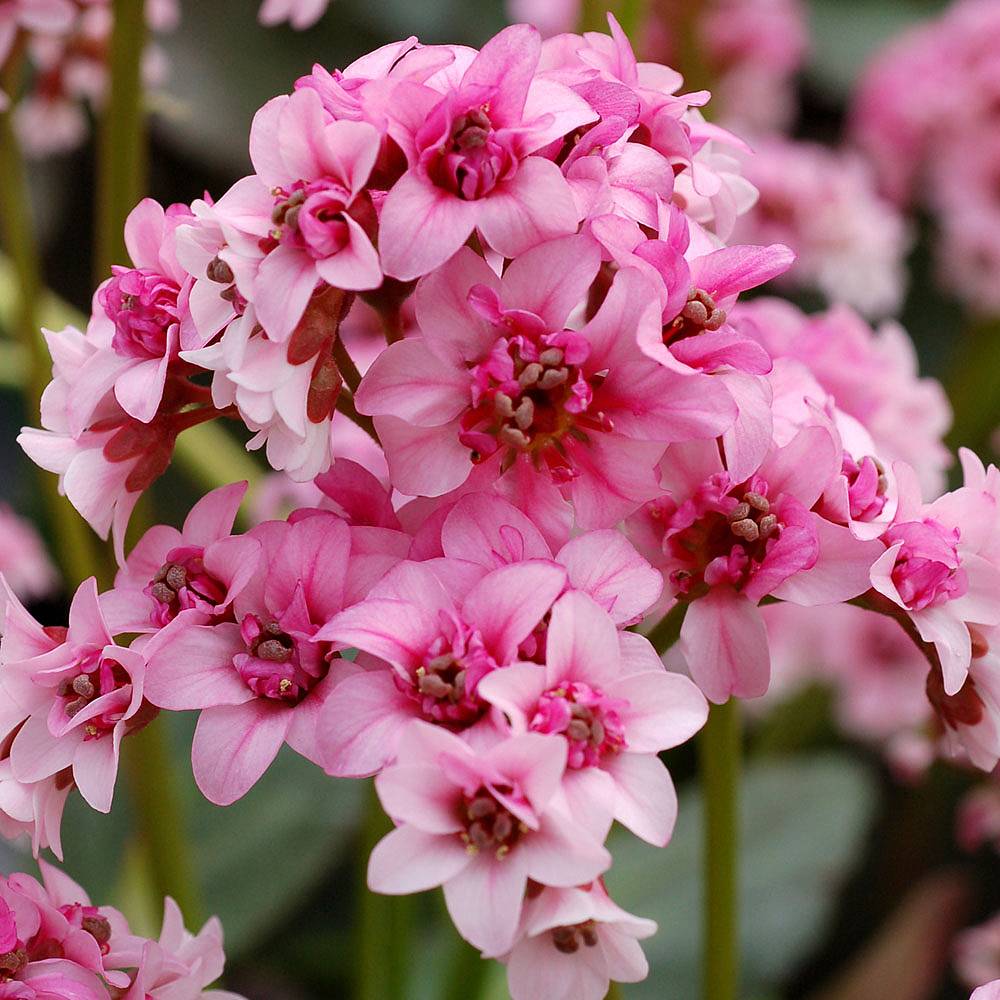 Bergenia 'Pink Dragonfly' Van Meuwen