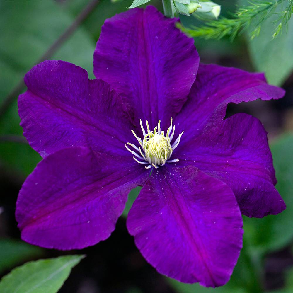 Clematis 'Rasputin' Van Meuwen