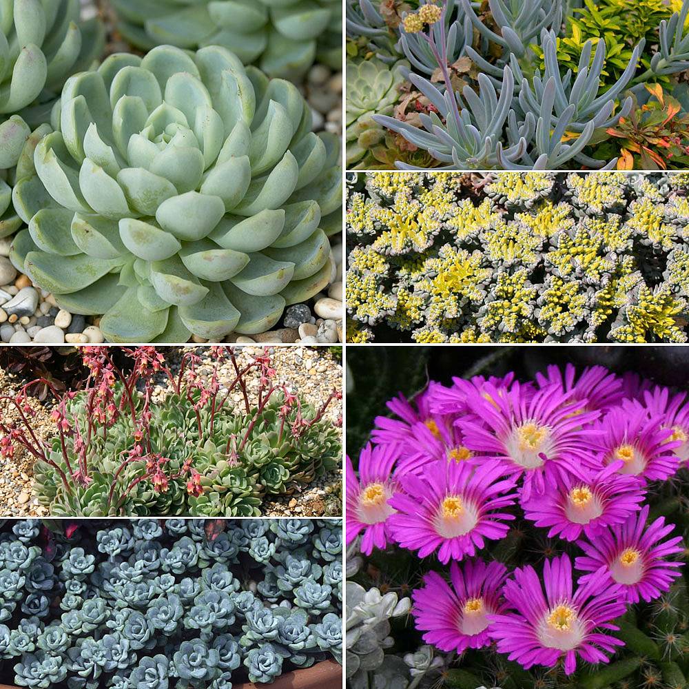 Sedum and Succulent Collection Van Meuwen