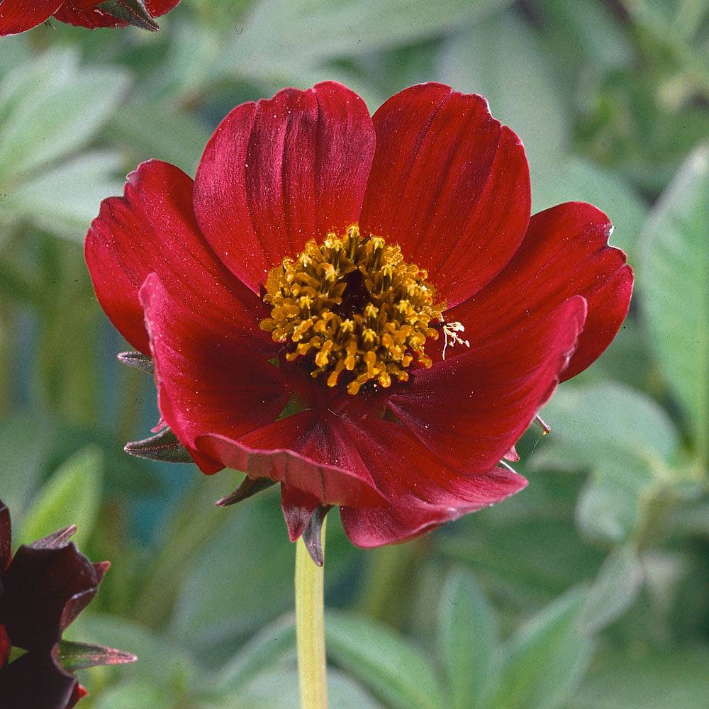 Cosmos atrosanguineus 'Spellbound' Van Meuwen