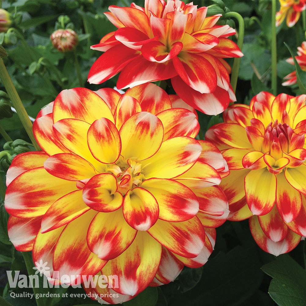 Dahlia 'Lubega Power Tricolor' Van Meuwen