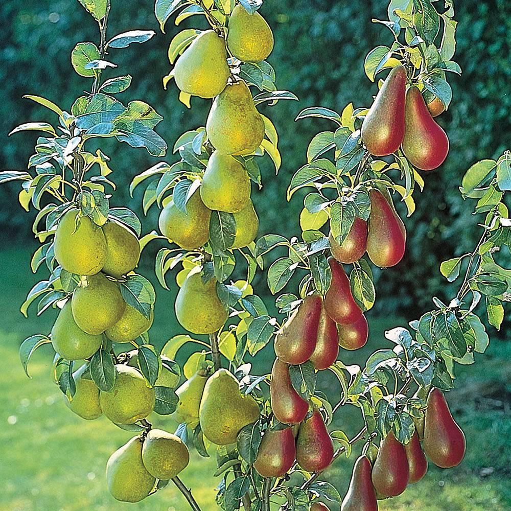 Pear 'Duo' Van Meuwen