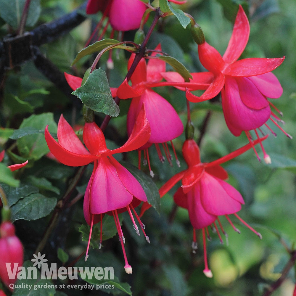 Fuchsia 'Fusion' Van Meuwen