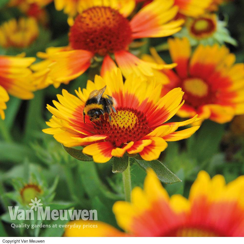 Gaillardia 'Arizona Sun' Van Meuwen