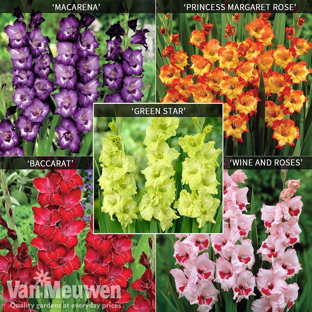 Gladiolus 'Carnival Collection' Van Meuwen