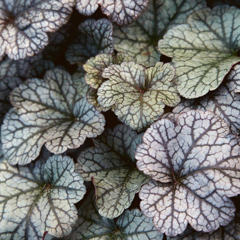 Heuchera 'Prince of Silver' Van Meuwen