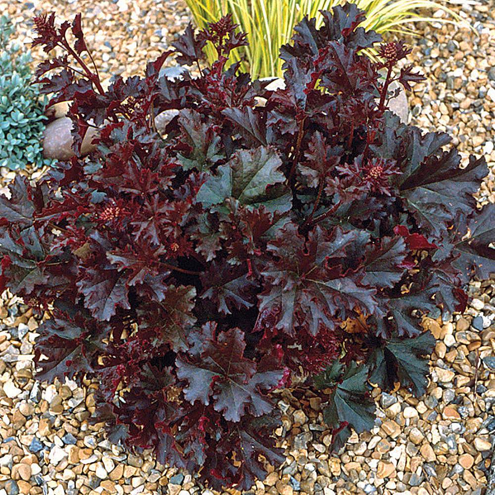 Heuchera 'Crimson Curls' Van Meuwen