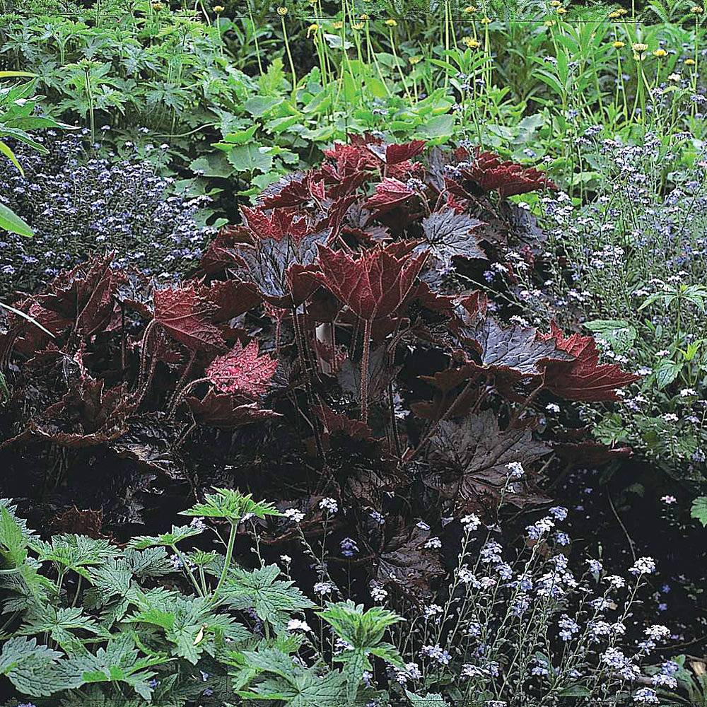 Heuchera villosa 'Palace Purple' Van Meuwen