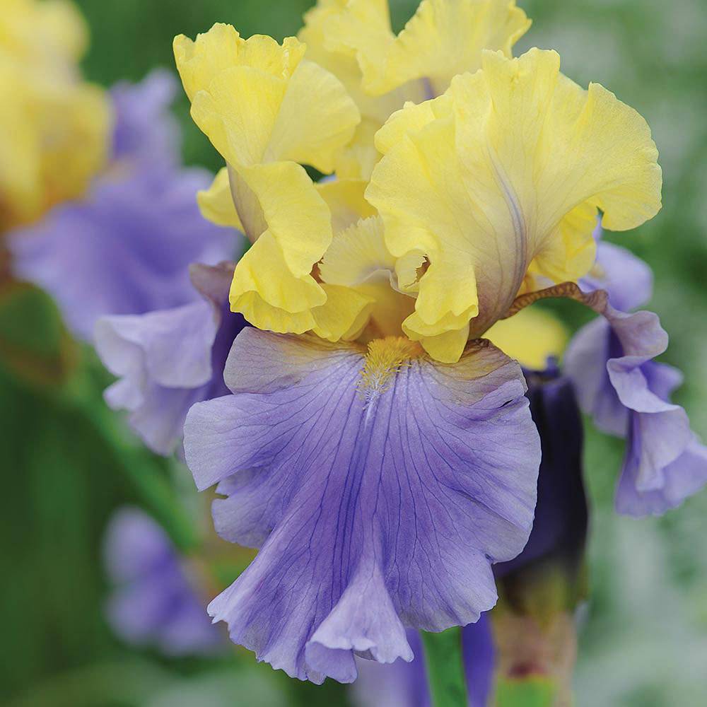 Iris 'Edith Wolford' Van Meuwen