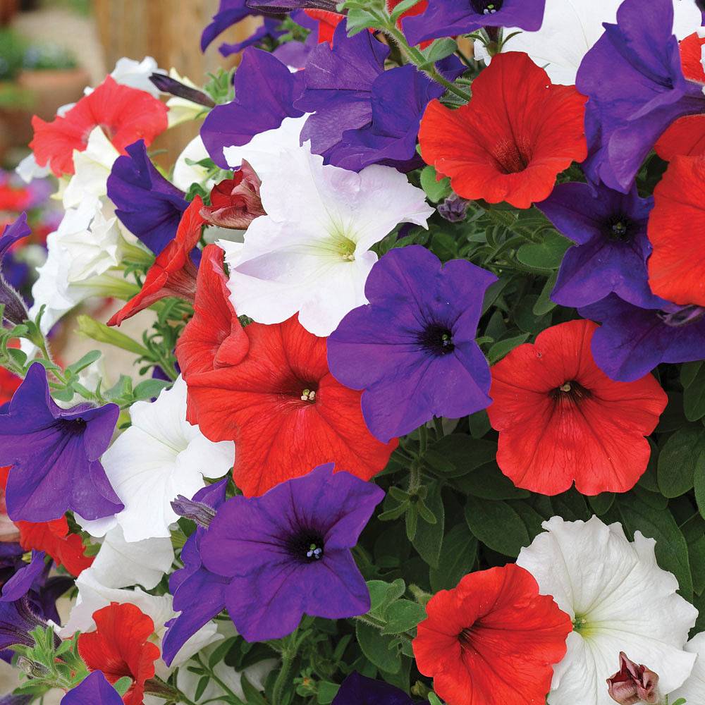 Petunia 'Express Union Jack Mix' Van Meuwen