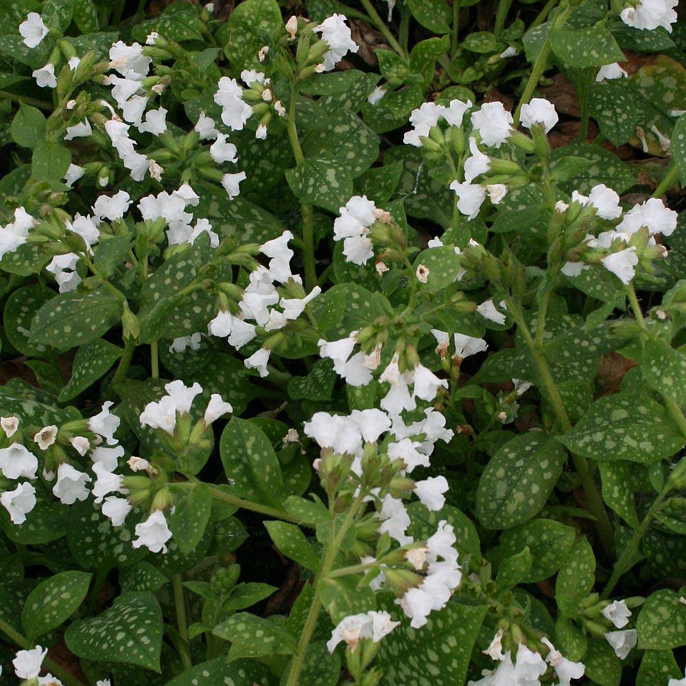 Pulmonaria 'Sissinghurst White' Van Meuwen