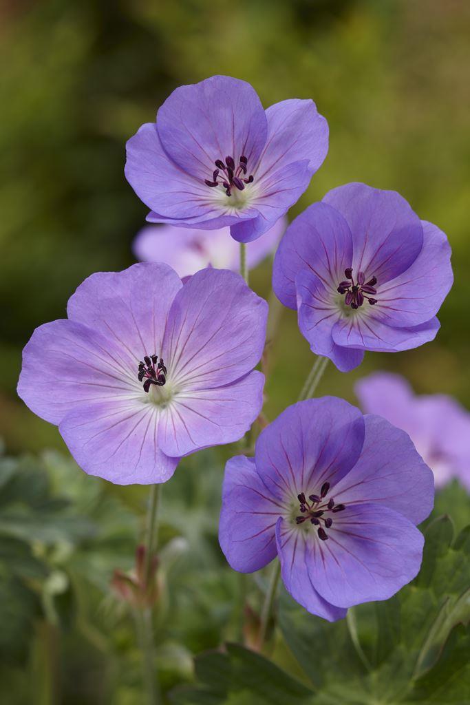 Geranium Rozanne 'Jolly Bee' Gardening Express