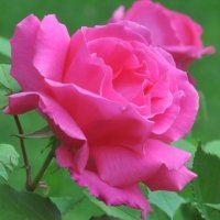 Large 6-7ft Specimen - Climbing Rose Zephirine Drouhin - The Thornless Rose Gardening Express