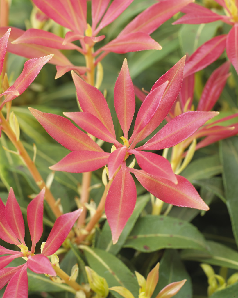 Pieris Forest Flame - Lily of the Valley Shrub Gardening Express