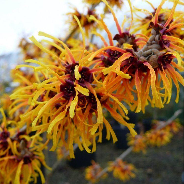 Hamamelis x intermedia Orange Beauty - Witch Hazel Gardening Express