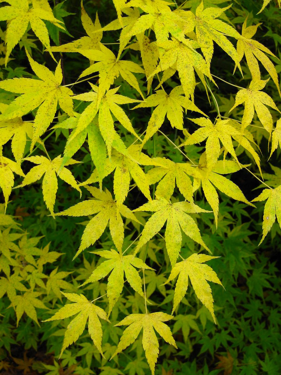 Acer palmatum Aoyagi -  Japanese Maple  - LARGE Gardening Express