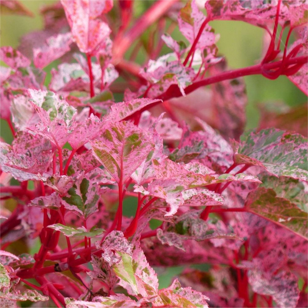 Acer × conspicuum 'Red Flamingo' - Snake bark Maple Gardening Express