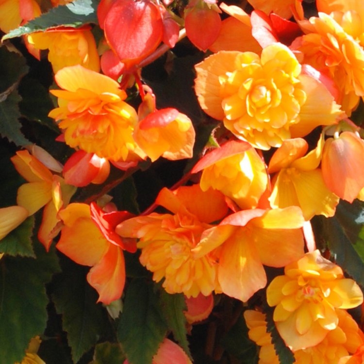 Begonia Illuminating Apricot Shades  - Pack of THREE Gardening Express